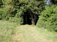 Leat Wood photo 5