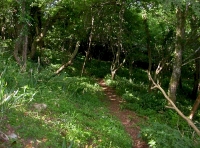 track across the woodland