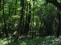 Limestone Wood - SOLD