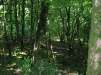 Limestone Wood - SOLD photo 2