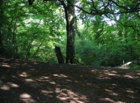 Limestone Wood - SOLD photo 3