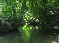 Limestone Wood - SOLD photo 4