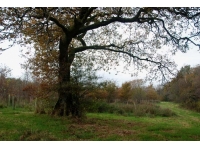 Mayflower Wood - SOLD