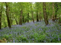 Bluebells in NW corner of the wood