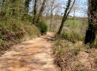 track across the woodland 