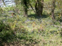 bluebell glade in the SW corner