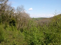 young birch alongside mature oaks