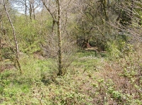 streamside area in the NE corner of the wood
