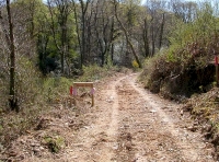 track leading into the woodland