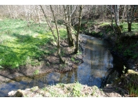 Musselbrook Wood