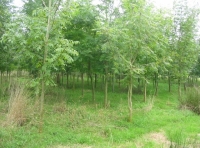 Narracott Wood - SOLD