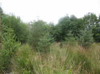 Narracott Wood - SOLD photo 2