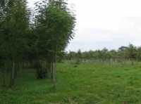 Narracott Wood - SOLD photo 3