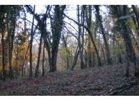 Ogwell Mill Wood photo 2