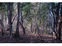 Ogwell Mill Wood photo 3