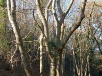 Ogwell Mill Wood photo 4
