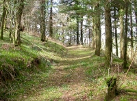 Pendriffey Wood - SOLD