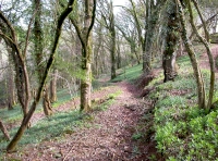 Penfrane Wood