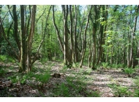 Portgate Wood - SOLD