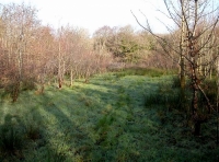 Pulworthy Wood