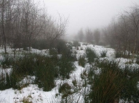 The main ride through the wood