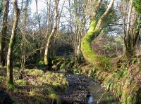 The stream along the W boundary