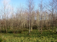 Alder and ash
