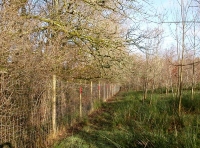 Deer fence, inside the W boundary