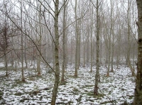 The heart of the woodland