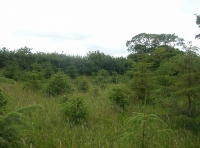 clearing in SE corner