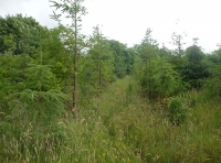 track through the wood