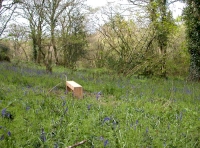 Roseawen Wood