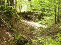 Springwater Wood