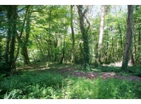 Spry Wood - SOLD