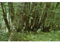 Taddiport Wood - SOLD