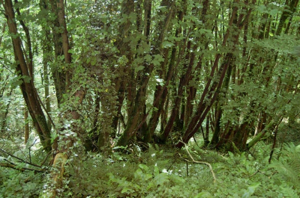 Taddiport Wood