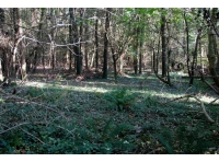 Taddiport Wood