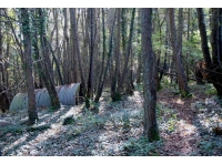 Taddiport Wood
