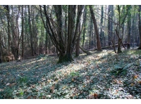 Taddiport Wood