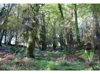 Taddiport Wood