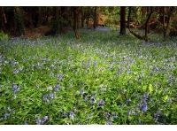 Taddiport Wood