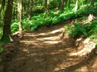 Track through the wood