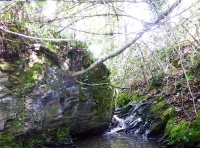Thorndon Wood