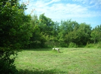 Thorne Wood photo 4