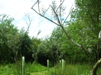 Thorne Wood photo 7