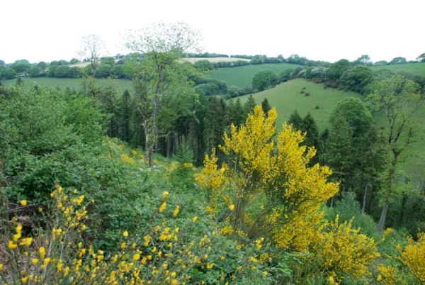 Trelawne Wood