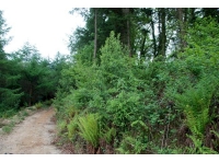 Conifers near the S boundary