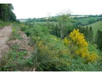 Regeneration seen from the top track