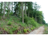Track across the woodland