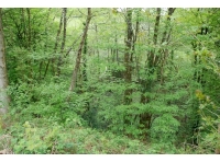 Mixed broadleaves near the N boundary